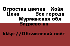 Отростки цветка  “Хойя“ › Цена ­ 300 - Все города  »    . Мурманская обл.,Видяево нп